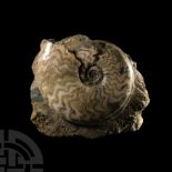Natural History - Large British Eparietites Fossil Ammonite
