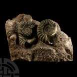 Natural History - British Asteroceras Fossil Ammonite Multi Display