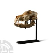 Natural History - Canis Teilhardi Wolf's Skull