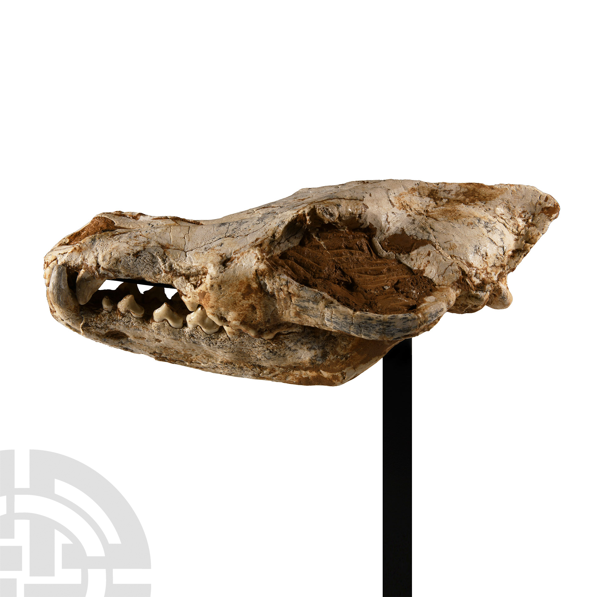Natural History - Canis Lupus Ice Age Wolf's Skull - Image 3 of 4