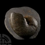 Natural History - Exceptional British Phylloceras Fossil Ammonite