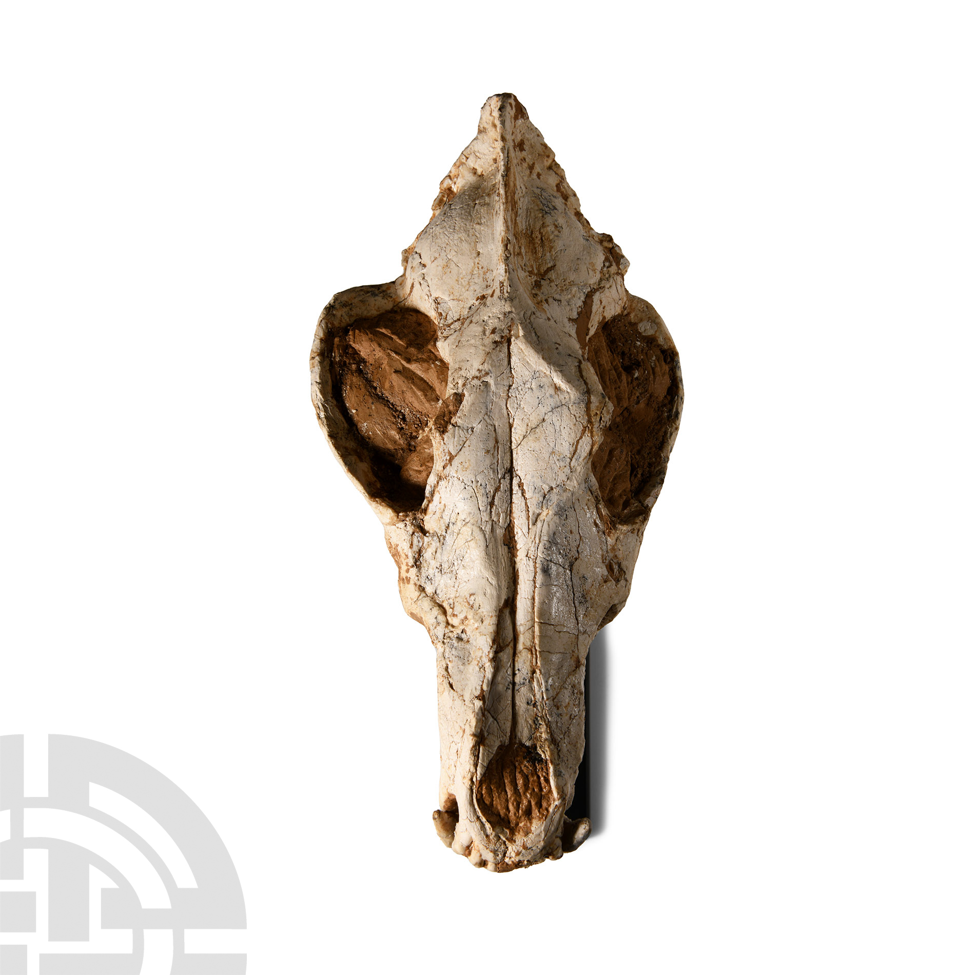 Natural History - Canis Lupus Ice Age Wolf's Skull - Image 4 of 4