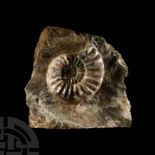 Natural History - Large British Asteroceras Fossil Ammonite
