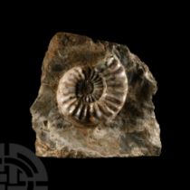 Natural History - Large British Asteroceras Fossil Ammonite