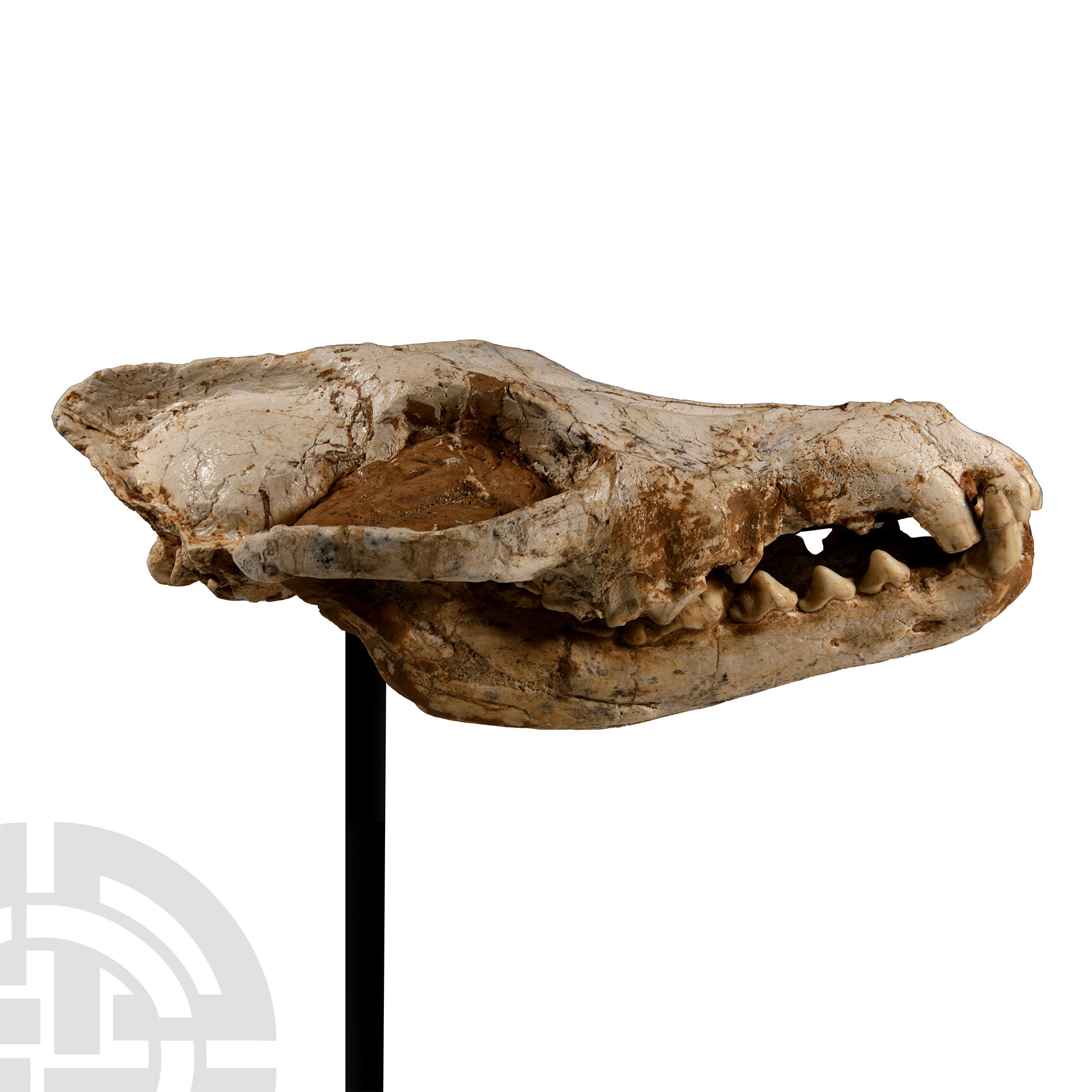 Natural History - Canis Lupus Ice Age Wolf's Skull - Image 2 of 4