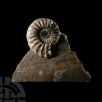 Natural History - British Asteroceras Fossil Ammonite