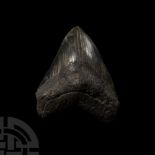Natural History - Large Fossil Megalodon Giant Shark's Tooth
