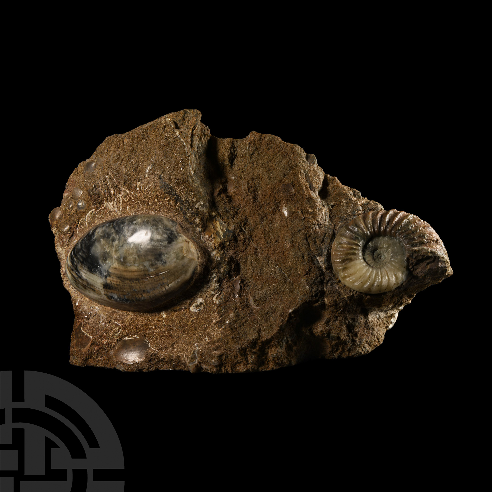 Natural History - British Asterocerus Fossil Ammonite and Bivalve Display
