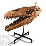 Natural History - Mosasaur 'Marine Dinosaur' Skull