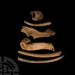 Natural History - Bison Bone Group
