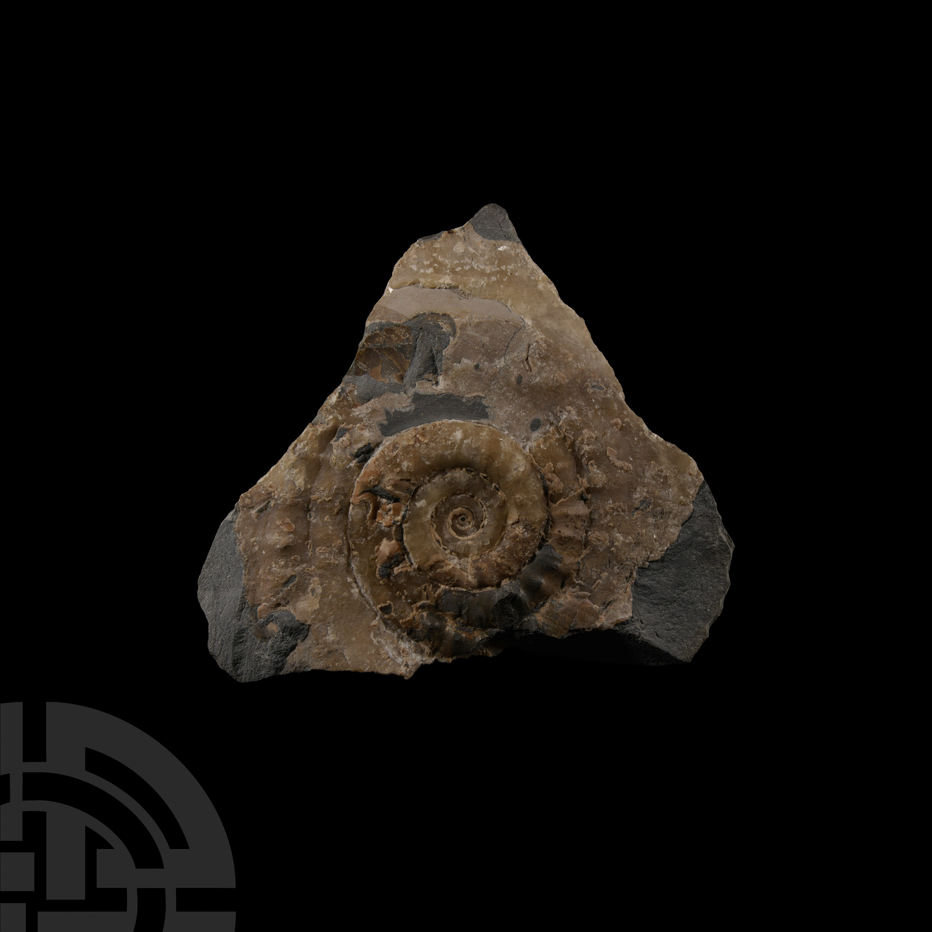 Natural History - Lyme Regis Fossil Ammonite