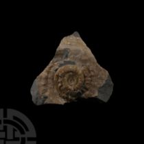 Natural History - Lyme Regis Fossil Ammonite