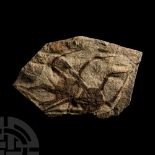 Natural History - Fossil Brittle Stars