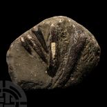 Natural History - British Fossil Plesiosaur 'Marine Dinosaur' Ribs and Scapular Bifacial Display Spe