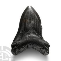 Natural History - Megalodon Giant Shark Fossil Tooth