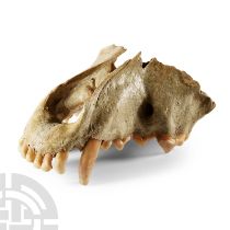 Natural History - Cave Hyena Upper Jaw