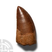 Natural History - Fossil North African 'T-Rex' Dinosaur Tooth