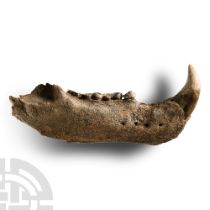 Natural History - Cave Bear Lower Jaw