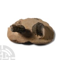 Natural History - Two Fossil Trilobites on a Matrix