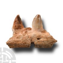 Natural History - Mosasaur 'Marine Dinosaur' Fossil Jaw Section with Teeth