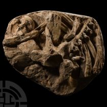 Natural History - Fossil Mosasaur Vertebra, Ribs and Jaw