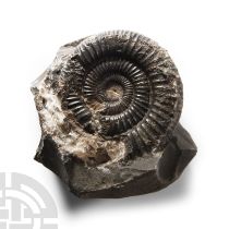 Natural History - Whitby Dac Fossil Ammonite