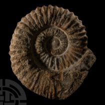 Natural History - Large Fossil Agadir Ammonite