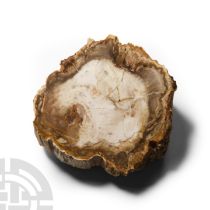 Natural History - Historic Libya Polished Petrified Wood Specimen