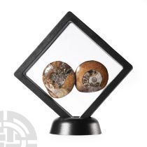 Natural History - Fossil Goniatite Polished Button Display