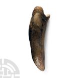 Natural History - Fossil Smilodon Tooth