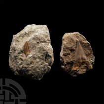 Natural History - Fossil Mosasaur and Otodus Shark Tooth on Matrix