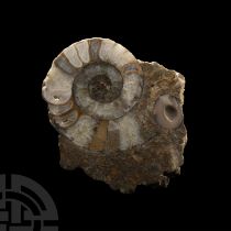 Natural History - British Polished Fossil Ammonite