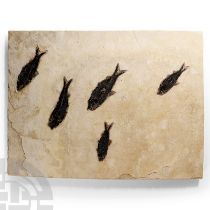 Natural History - Large Multi Fossil Fish Plate