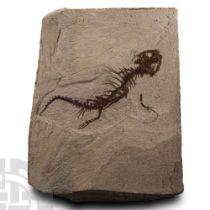 Natural History - Extinct Genus of Prehistoric Fossil Salamander Skeleton