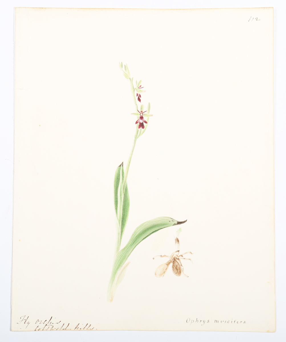 Emily Stackhouse - Botanical Studies, a large collection of approximately 300 watercolour over - Image 10 of 17