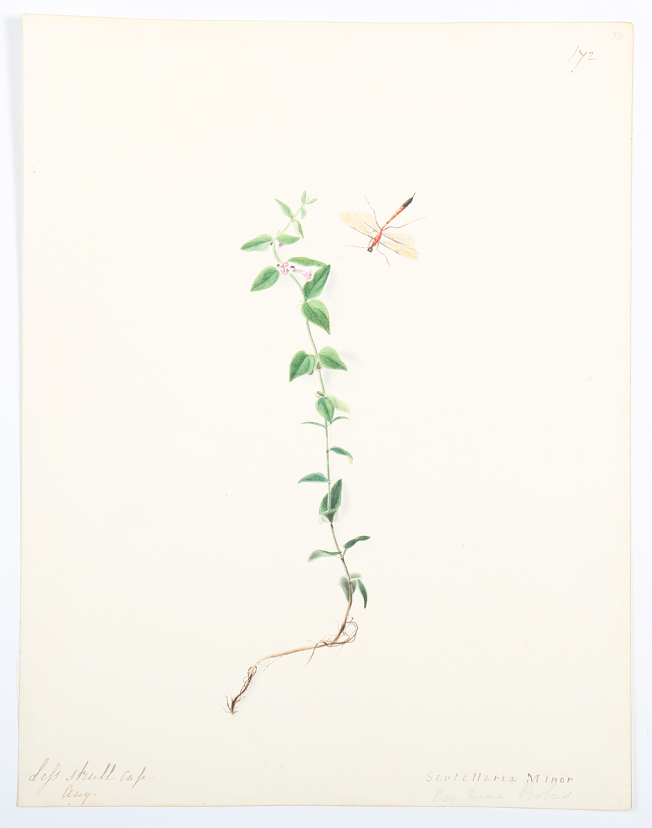 Emily Stackhouse - Botanical Studies, a large collection of approximately 300 watercolour over - Image 11 of 17