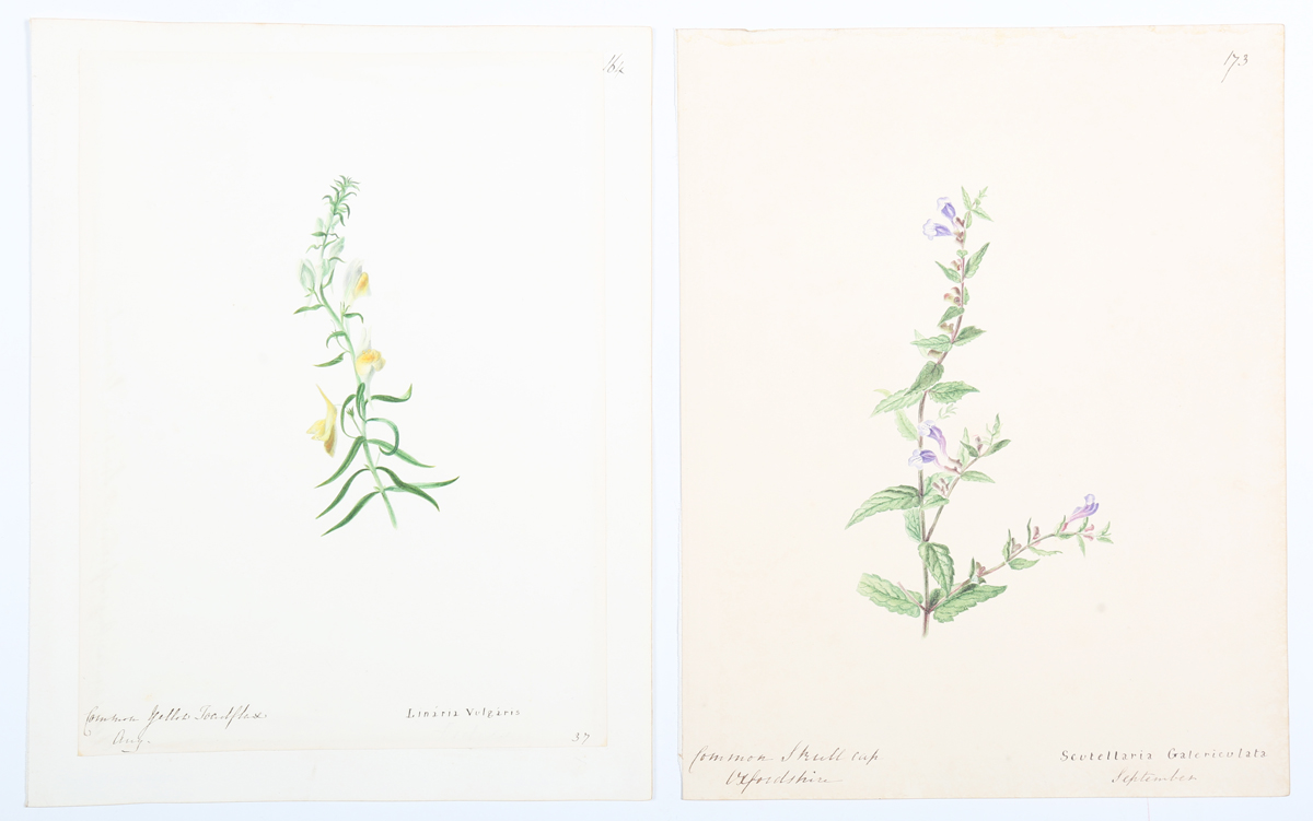 Emily Stackhouse - Botanical Studies, a large collection of approximately 300 watercolour over - Image 7 of 17