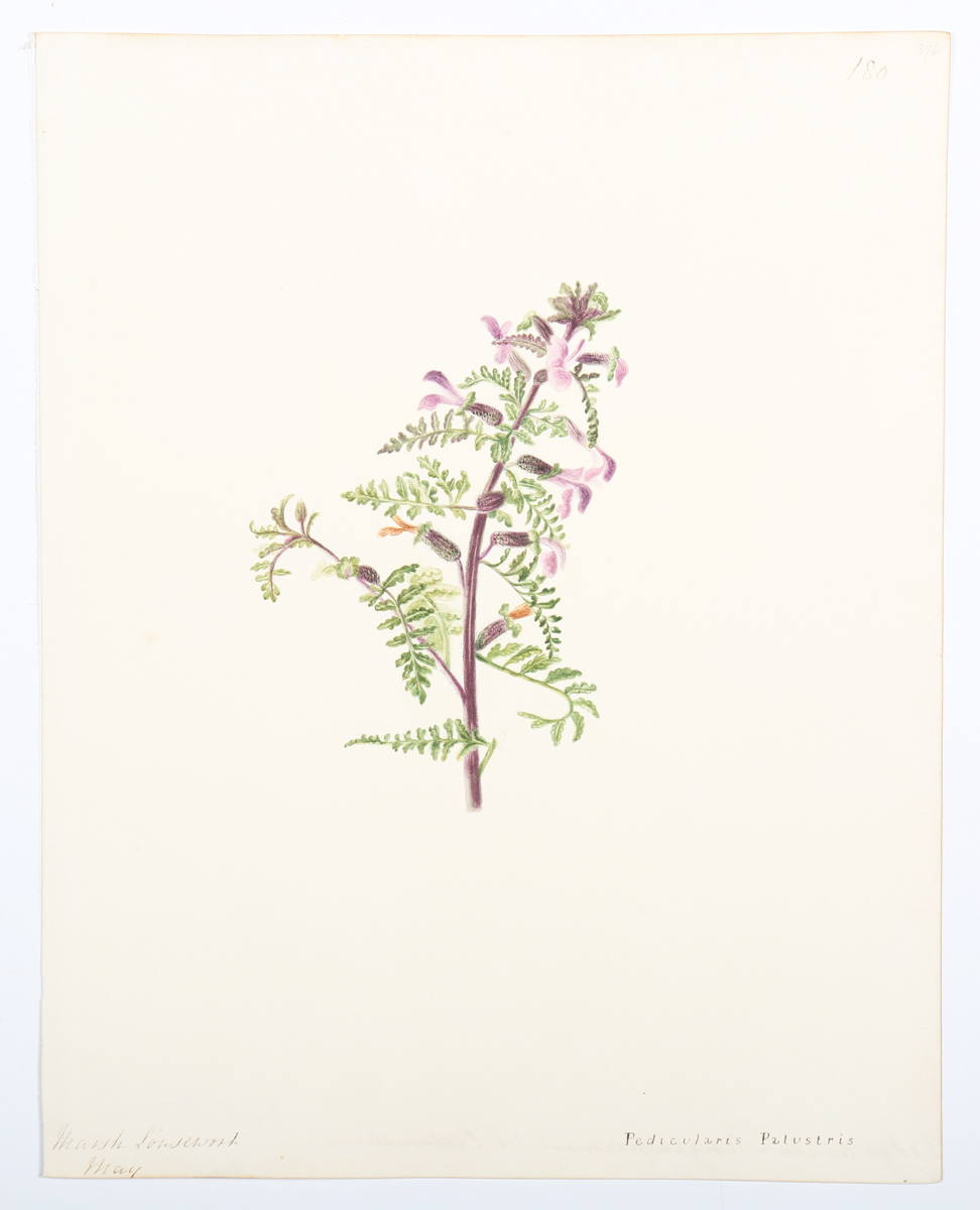 Emily Stackhouse - Botanical Studies, a large collection of approximately 300 watercolour over - Image 14 of 17