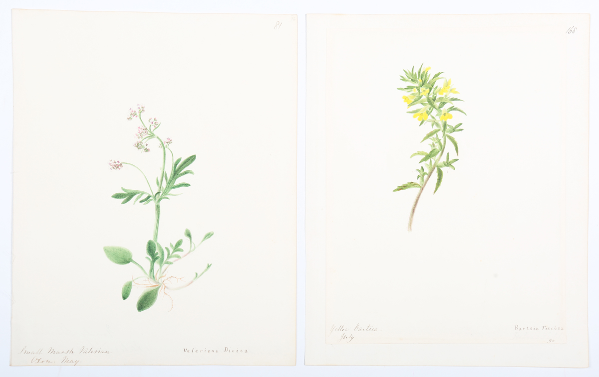 Emily Stackhouse - Botanical Studies, a large collection of approximately 300 watercolour over - Image 8 of 17