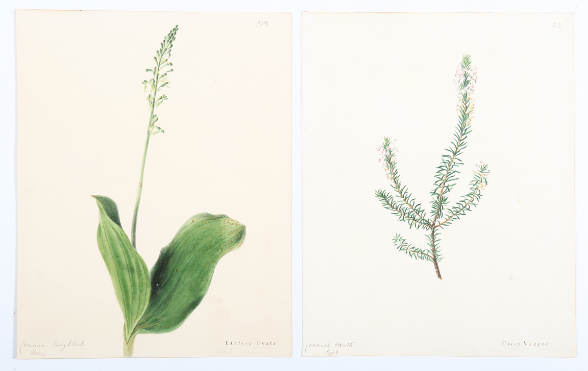 Emily Stackhouse - Botanical Studies, a large collection of approximately 300 watercolour over - Image 9 of 17