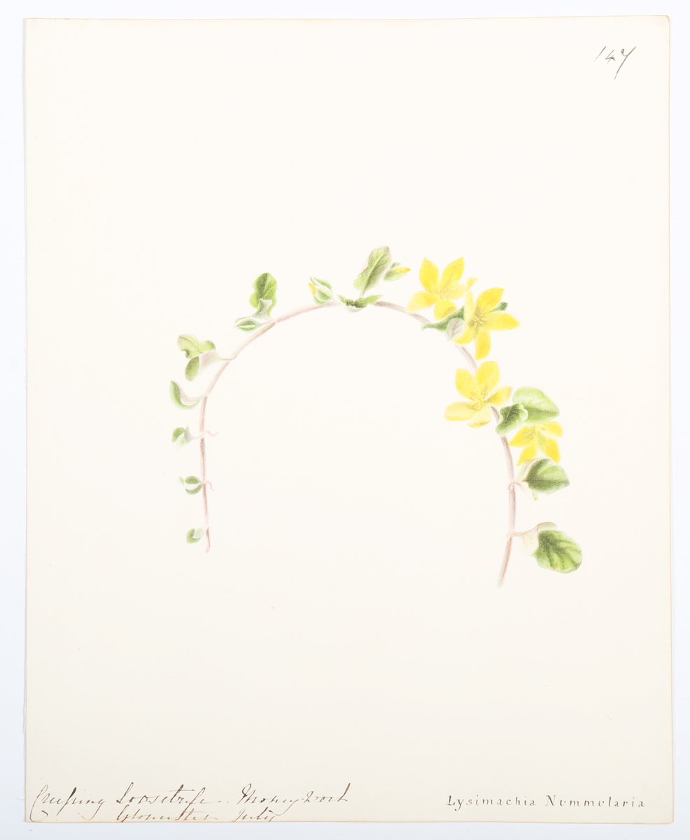 Emily Stackhouse - Botanical Studies, a large collection of approximately 300 watercolour over - Image 12 of 17