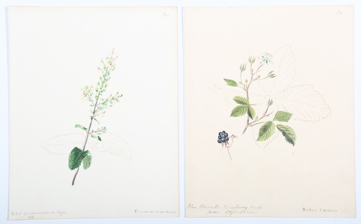 Emily Stackhouse - Botanical Studies, a large collection of approximately 300 watercolour over - Image 6 of 17