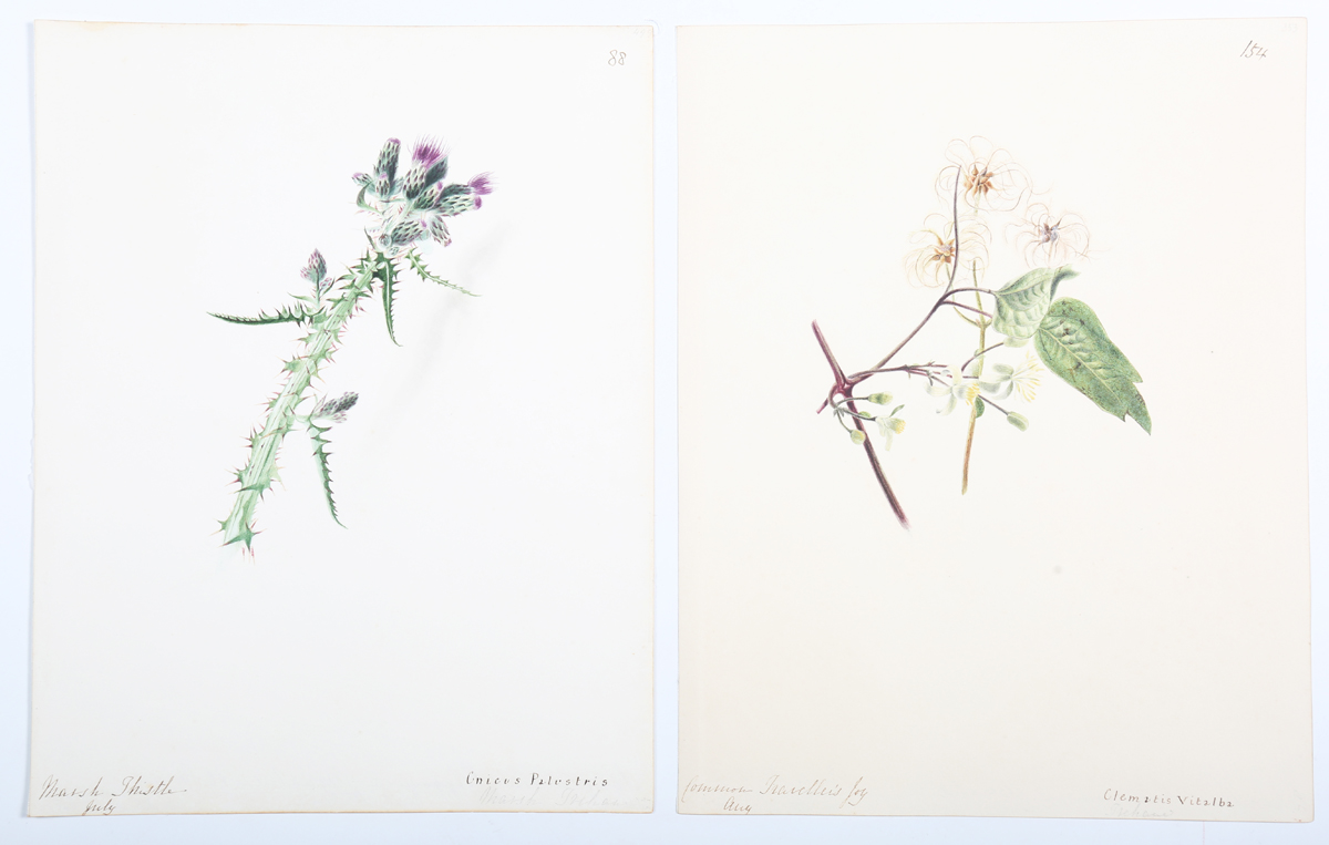 Emily Stackhouse - Botanical Studies, a large collection of approximately 300 watercolour over - Image 4 of 17