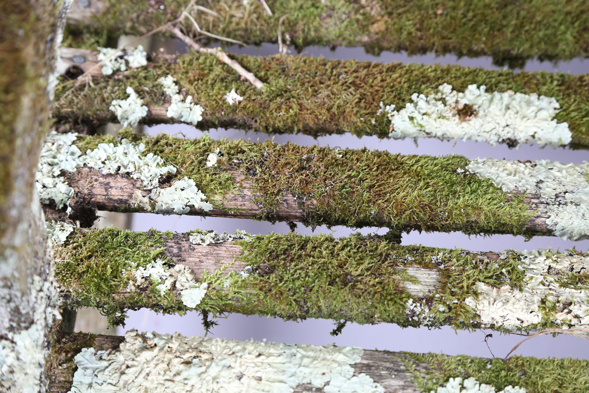 A 20th century teak garden bench, covered in green lichen, height 81cm, width 182cm, depth 70cm. - Image 6 of 11