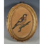 British School - Studies of Birds, a pair of oval late 18th/early 19th century watercolours, each