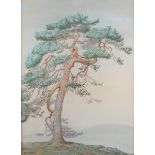 Daphne Allen - 'A Pine Tree of Glen Falloch', 20th century pastel with coloured chalks, signed