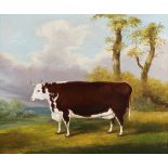John Vine of Colchester - A Hereford Heifer bred by Mr. Lewis of Breinton near Hereford and