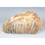 A large fossil specimen of a woolly mammoth tooth, possibly a North Sea find, length 24cm.Buyer’s