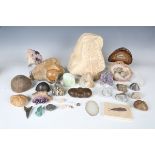 A small collection of British and other fossil and mineral specimens, including sea urchins,