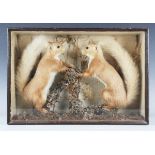 A late 19th century taxidermy specimen of two red squirrels, contained in a wooden rectangular